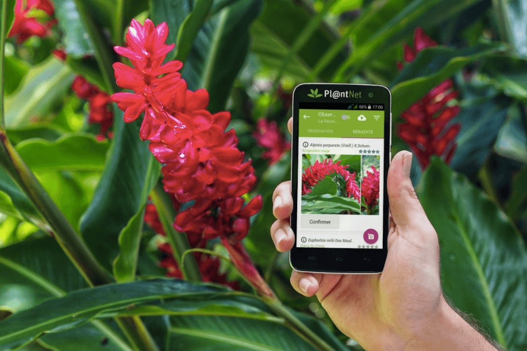 PlantNet, l'appli qui identifie les vgtaux !