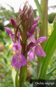 Orchis négligé Île-de-France Helloways