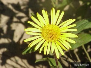 Inule hérissée Île-de-France Helloways