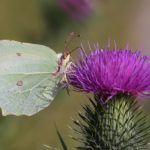 Papillon citron Île-de-France Helloways