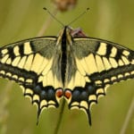 Papillon machaon Île-de-France Helloways