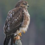 Buse variable Île-de-France Helloways