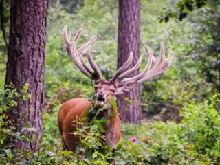 Cerfs éphale Île-de-France Helloways