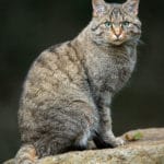 Chat sauvage Île-de-France Helloways