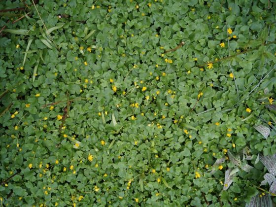 Flore Île-de-France Helloways