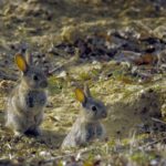 Lapin Île-de-France Helloways