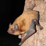 Noctules de Leisler Île-de-France Helloways