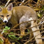 Renard Île-de-France Helloways