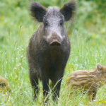 Sanglier Île-de-France Helloways