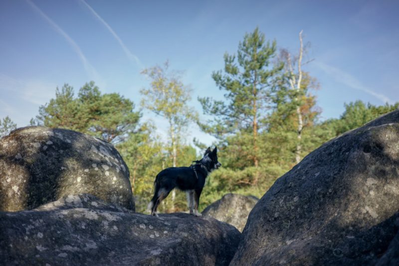 Randonnée chien Fontainebleau