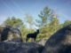 Randonnée chien Fontainebleau