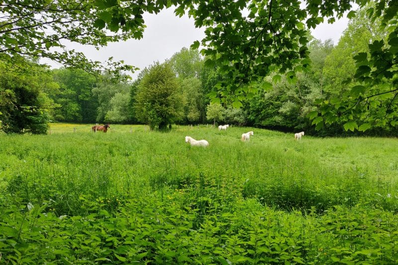 Photo Chevaux dans le Vexin