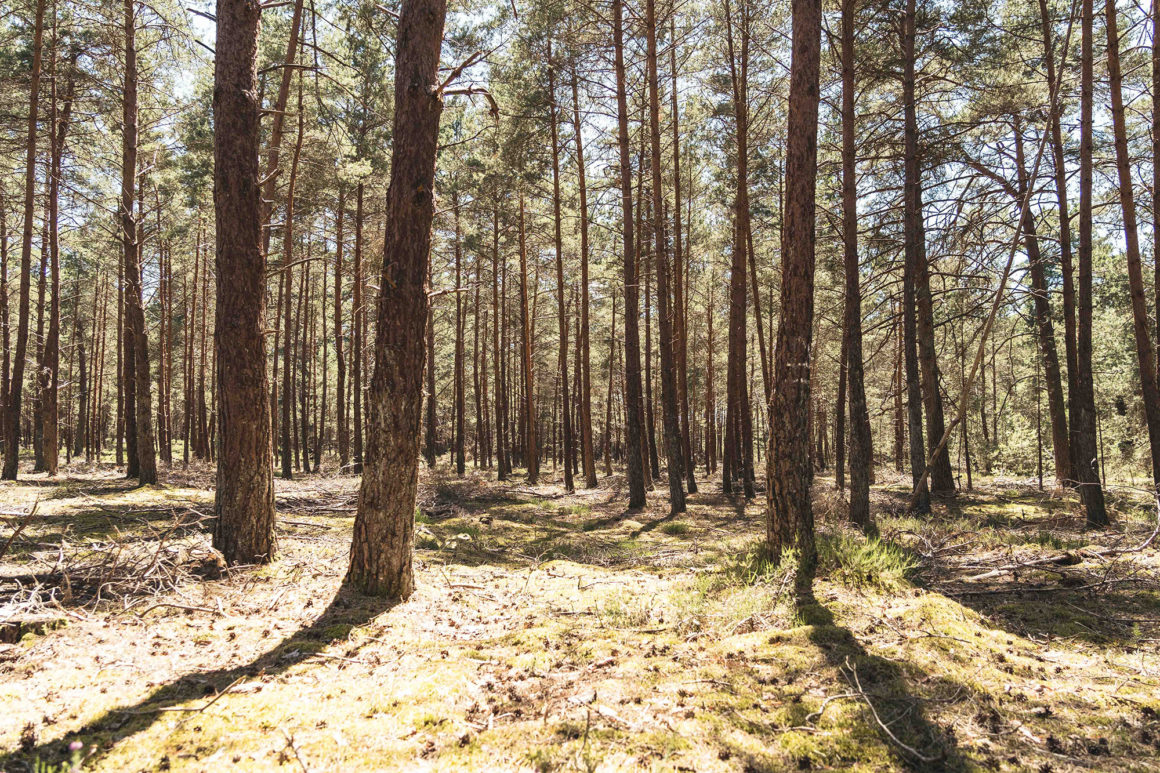 Forêt de Rambouillet