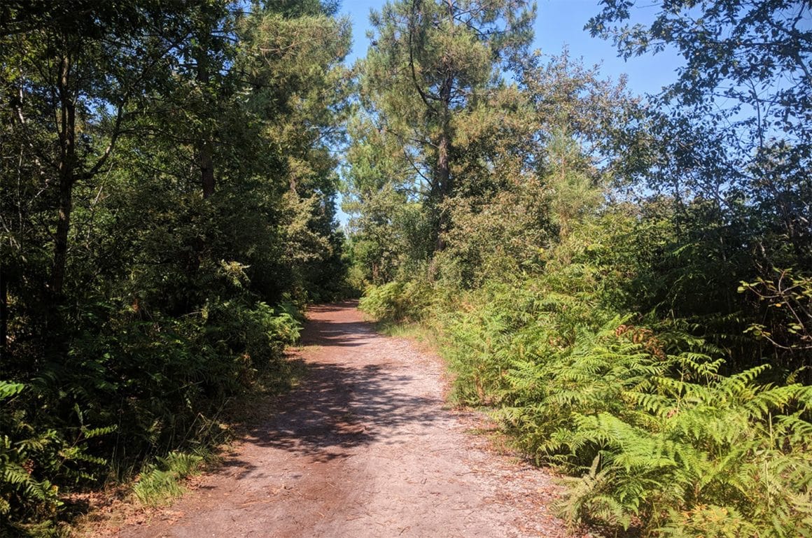 Randonnée Bordeaux Bois de Taillan Médoc