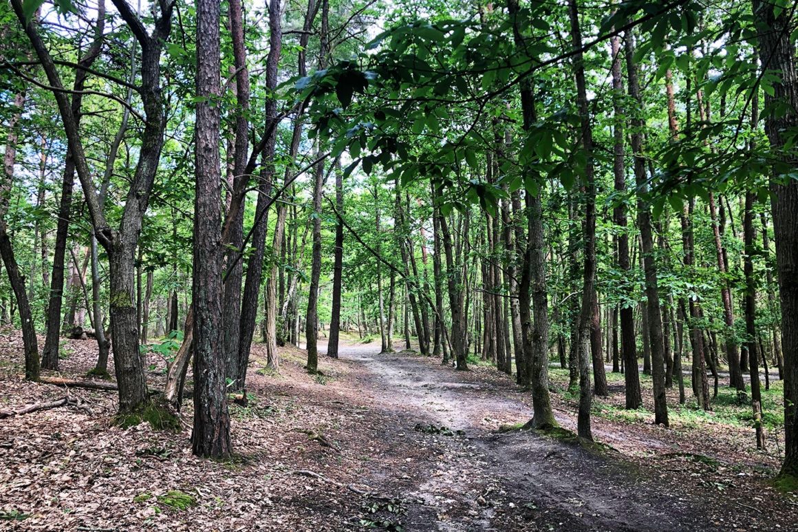 Photo dans les bois, sur le GR1