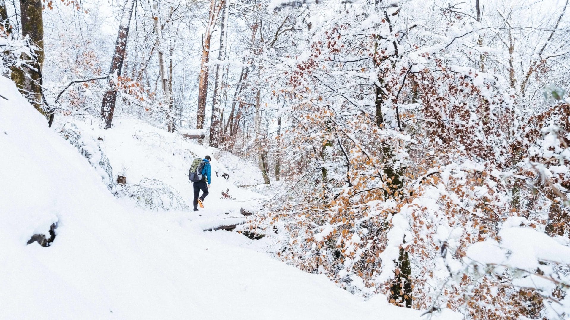 Foret En Ile De France Vive La Nature Sans Voiture