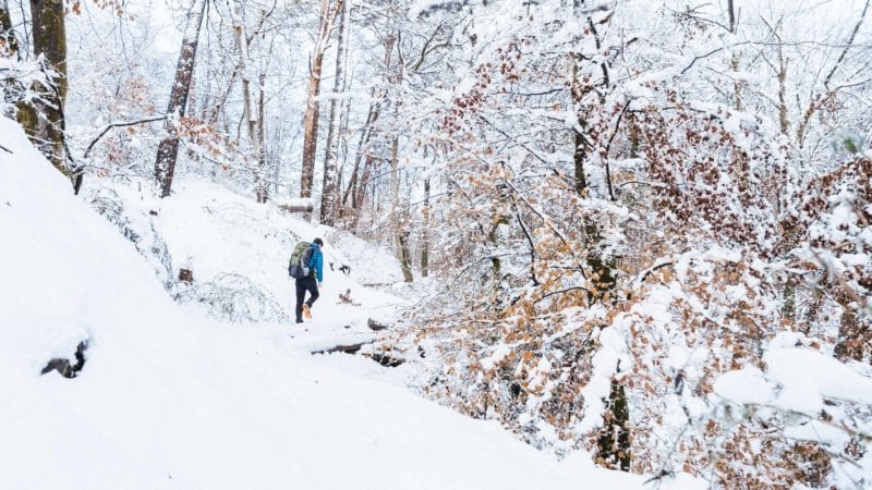 Fontainebleau sous la neige