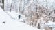 Fontainebleau sous la neige