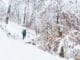 Fontainebleau sous la neige