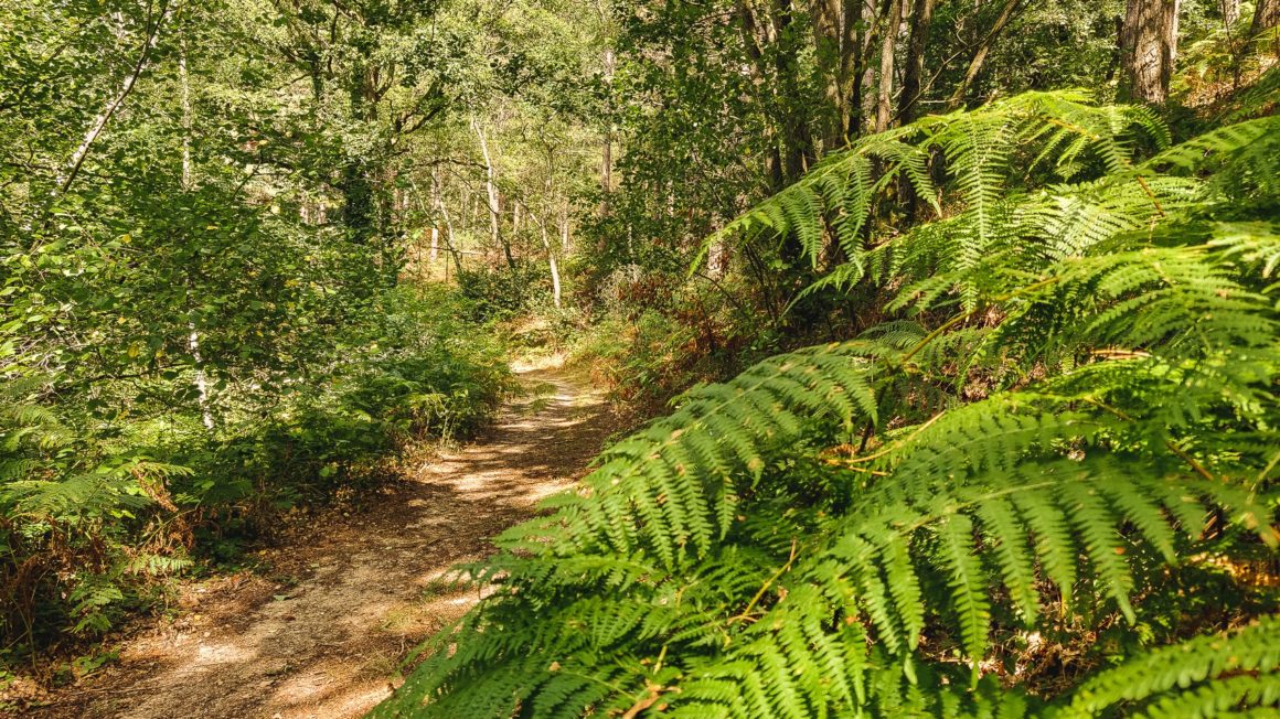 Forêt de Dourdan