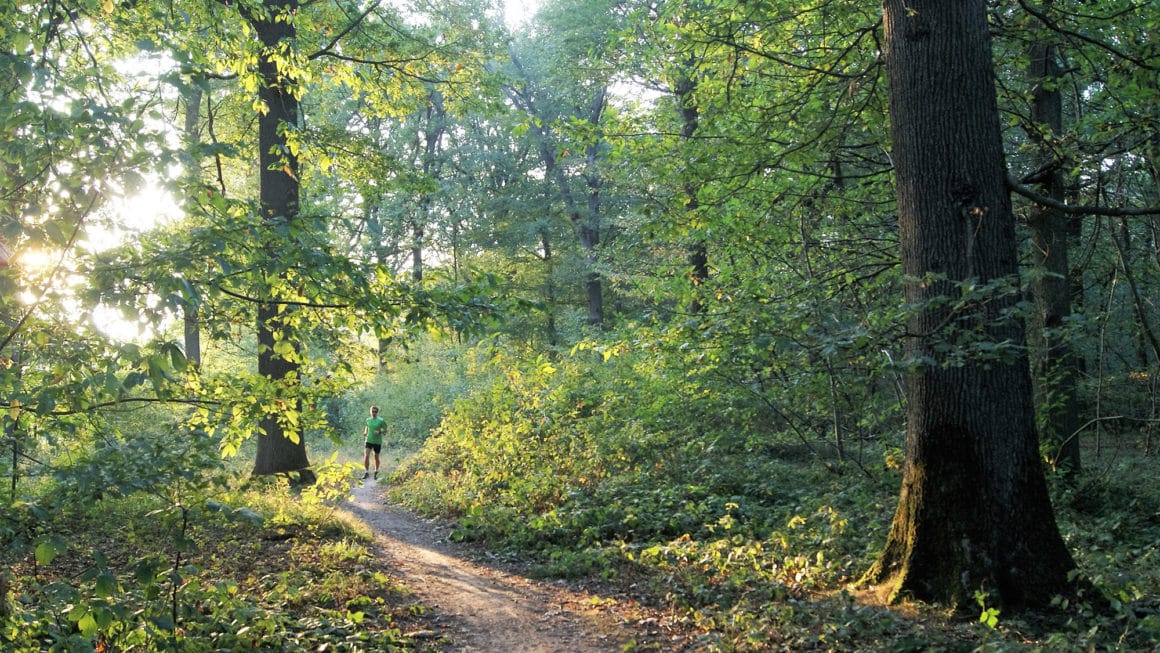 En lisière de la Forêt de Marly