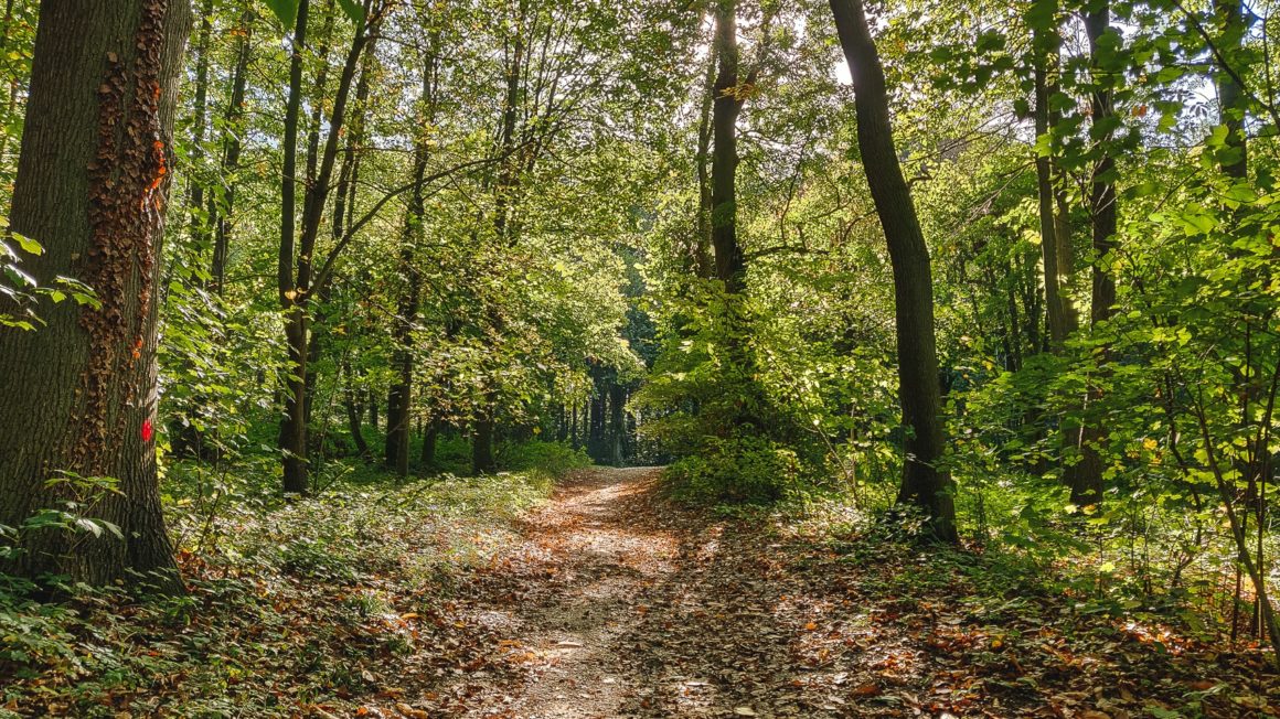 Forêt d'Écouen