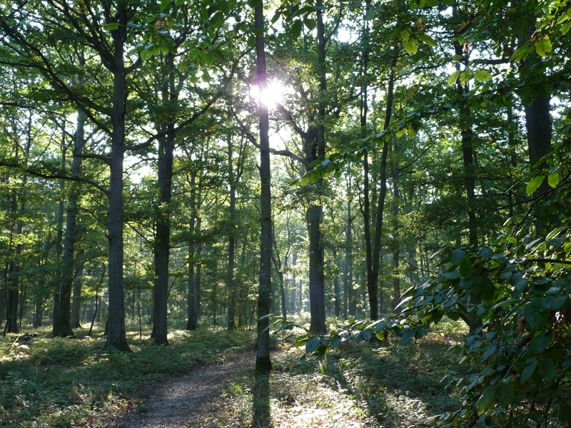 Forêt de Rosny