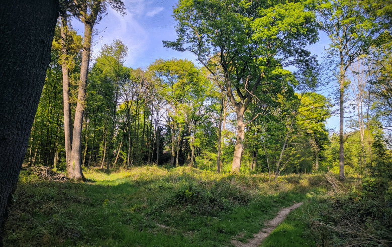 Forêt de Verrières