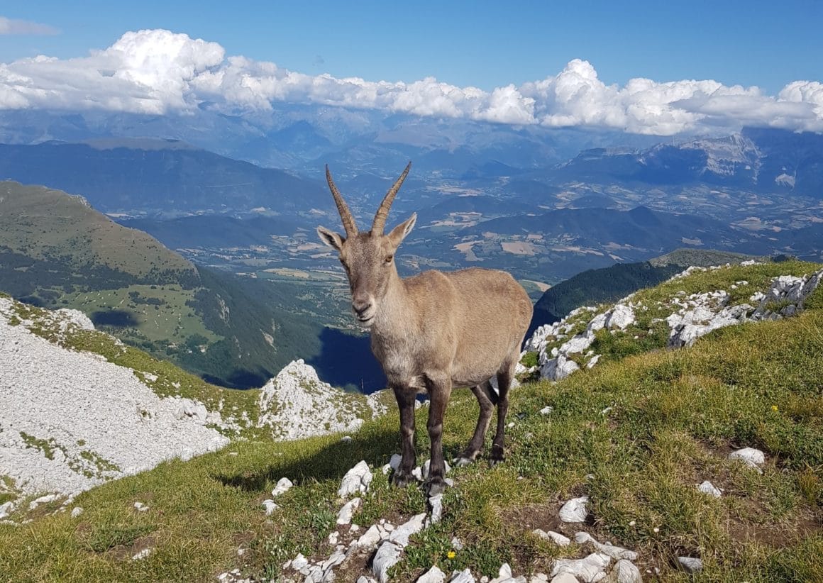 Bouquetin dans le Vercors avec en fond le massif des Ecrins