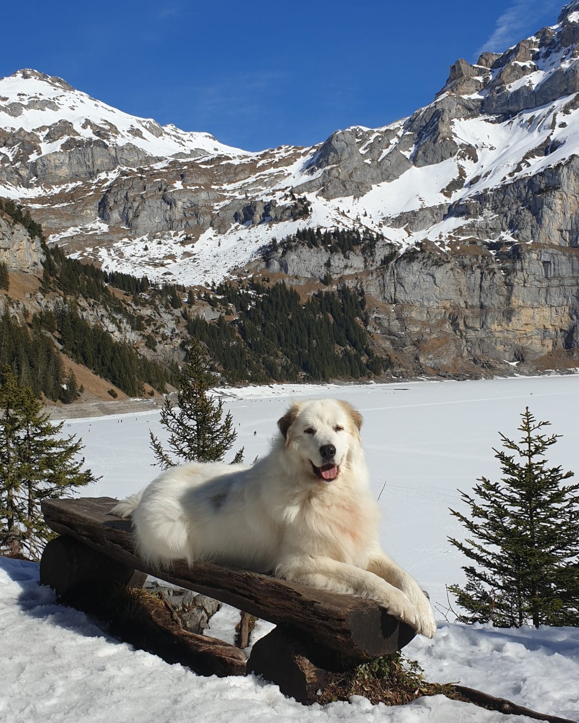 Randonnée rencontre avec un patou - En Nature Simone