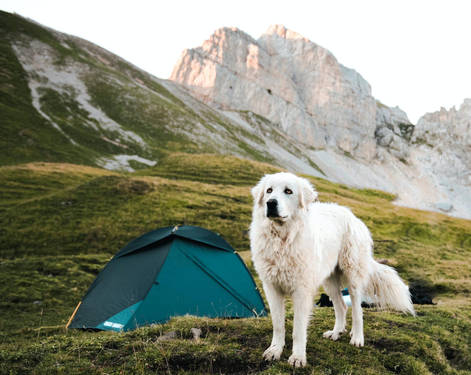 Bien choisir son chien de conduite du troupeau