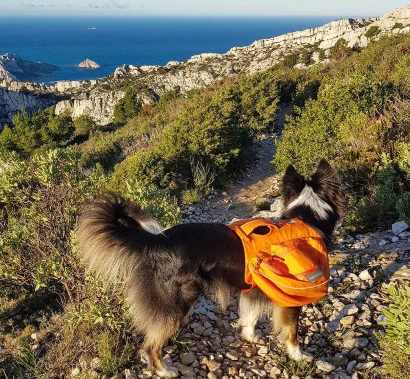 Chien en randonnée dans les Calanques