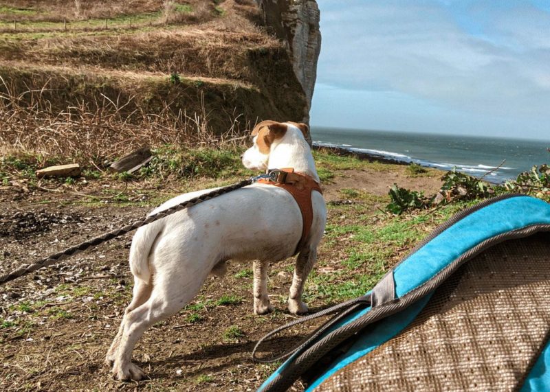 Chien sur le littoral en randonnée