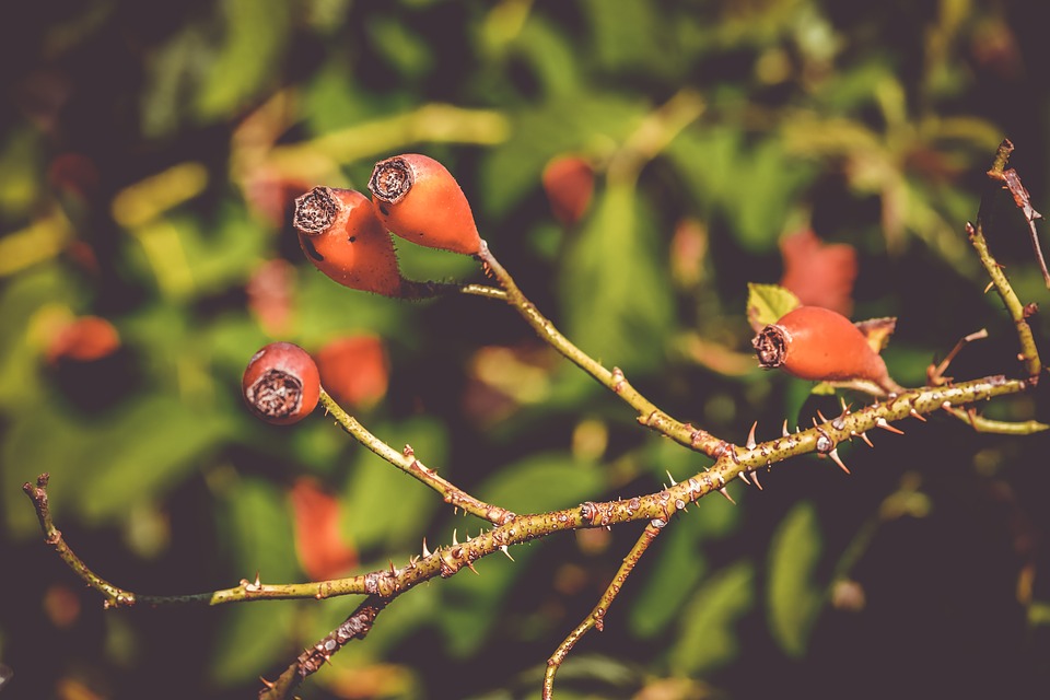 En Nature Simone - plantes