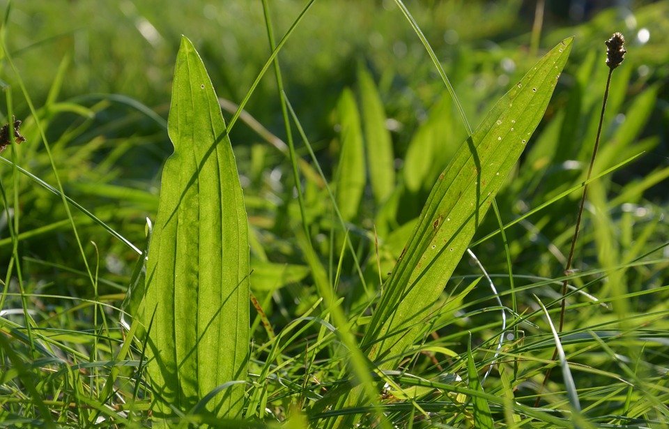 En Nature Simone - plantes 