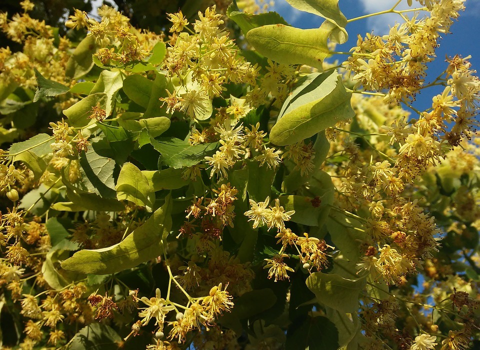 En Nature Simone - plantes