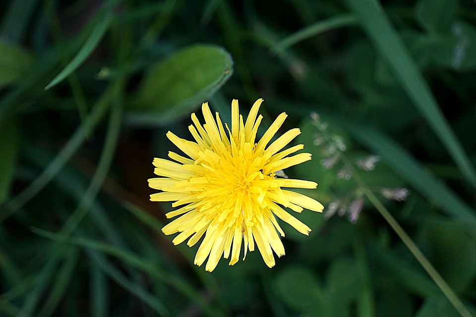 En Nature Simone - plantes 