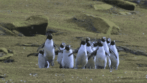 pinguins sortant du travail pour aller en nature