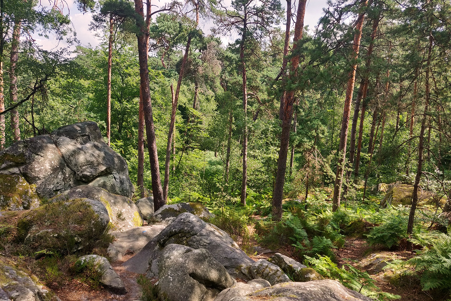 Forêt de Fontainebleau