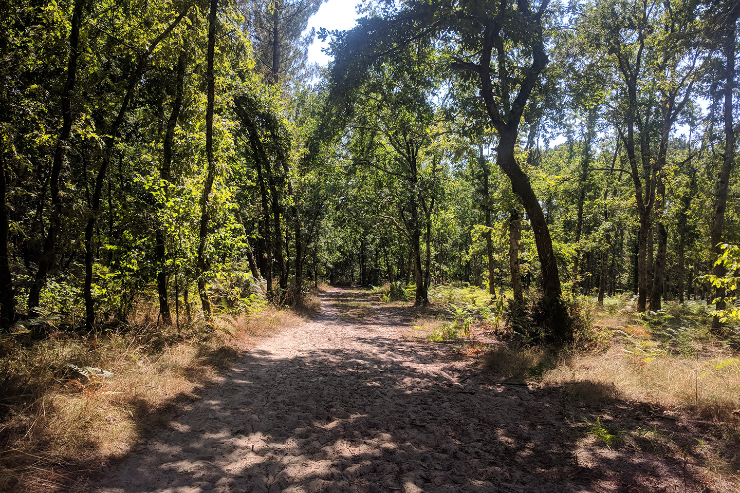 Randonnée dans le bois de Taillan-Médoc