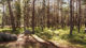 Les pins de la forêt de Fontainebleau