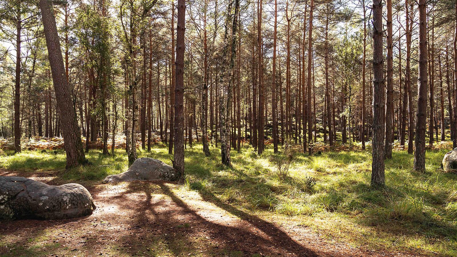 Les pins de la forêt de Fontainebleau