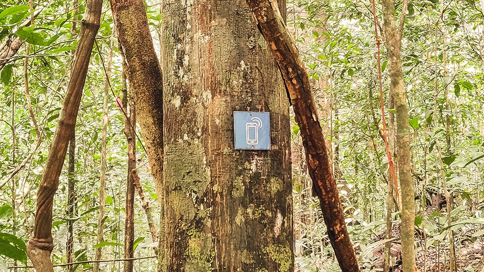 Point téléphone en forêt Guyane