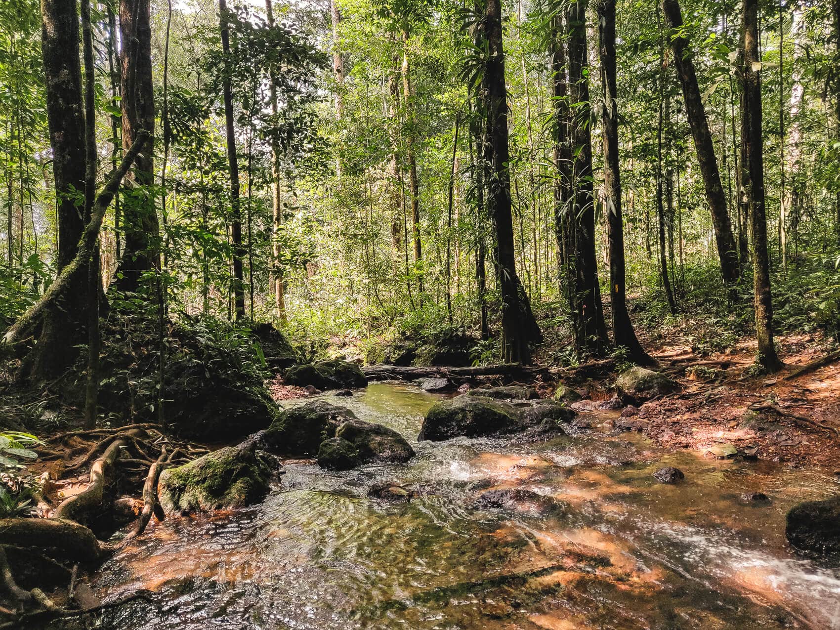 Guyane : Les plus beaux sentiers de randonnée dans la forêt ienne