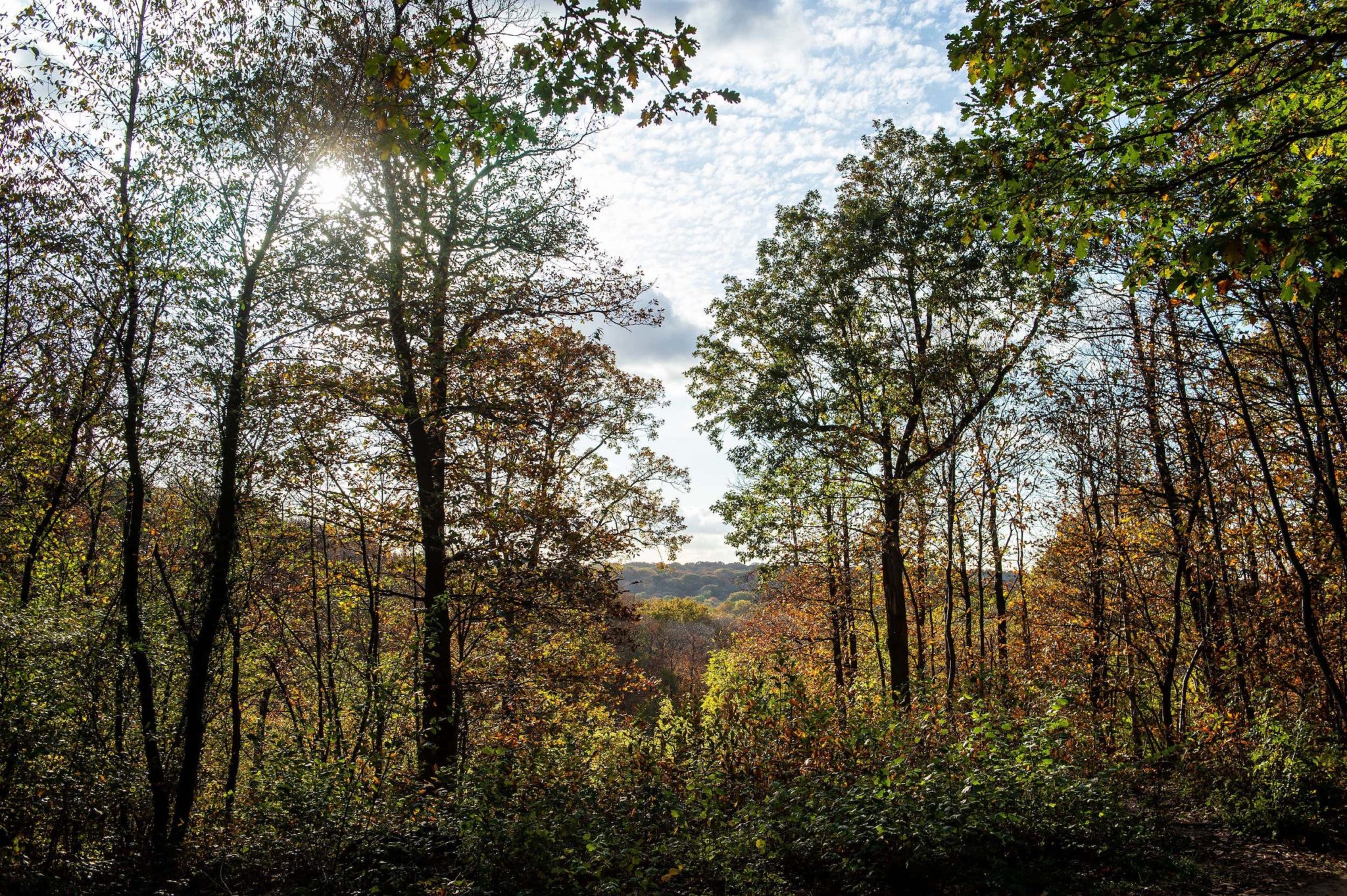 Forêt des Hauts-de-Seine