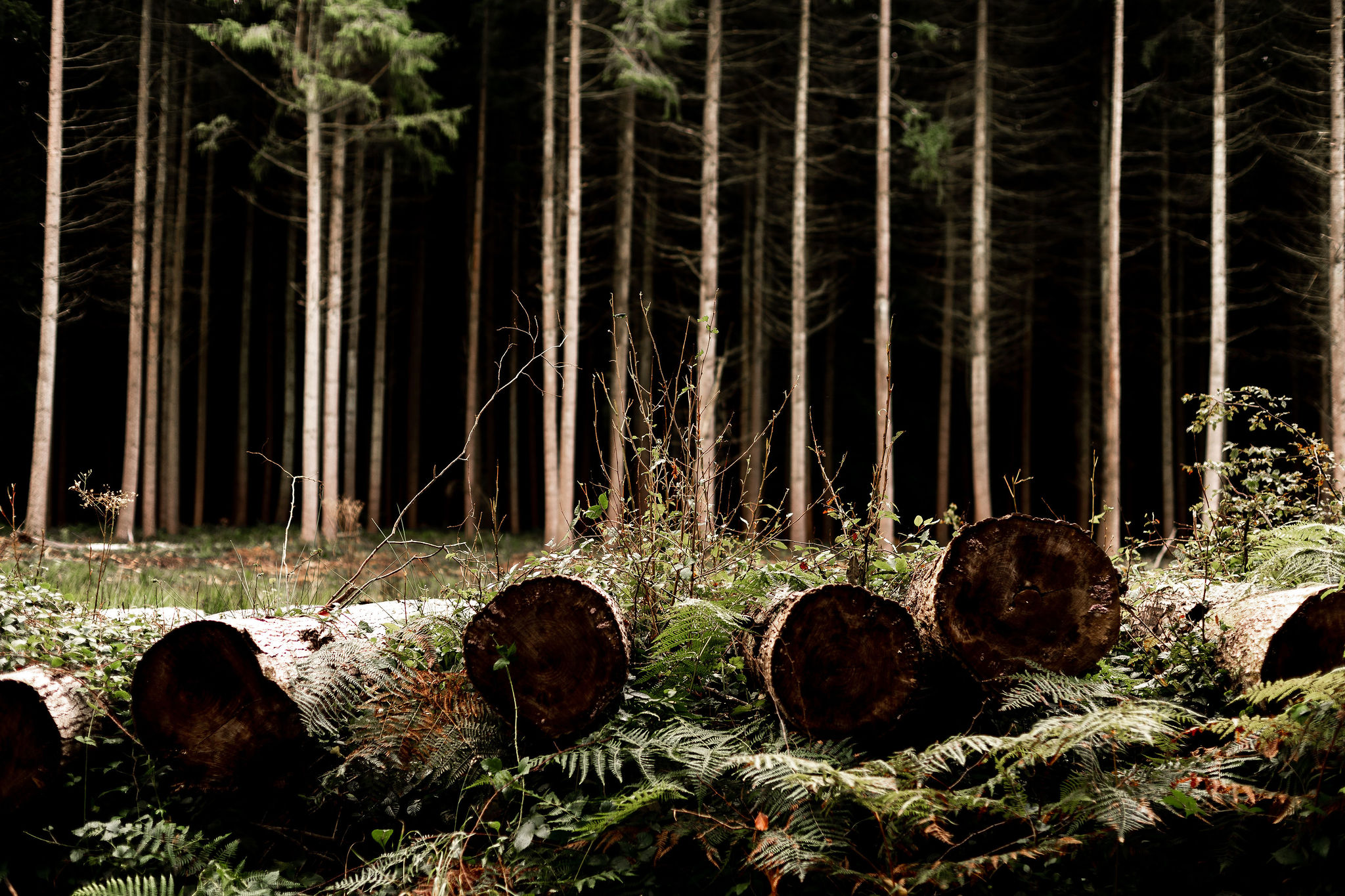 Randonnée dans les bois enchantés