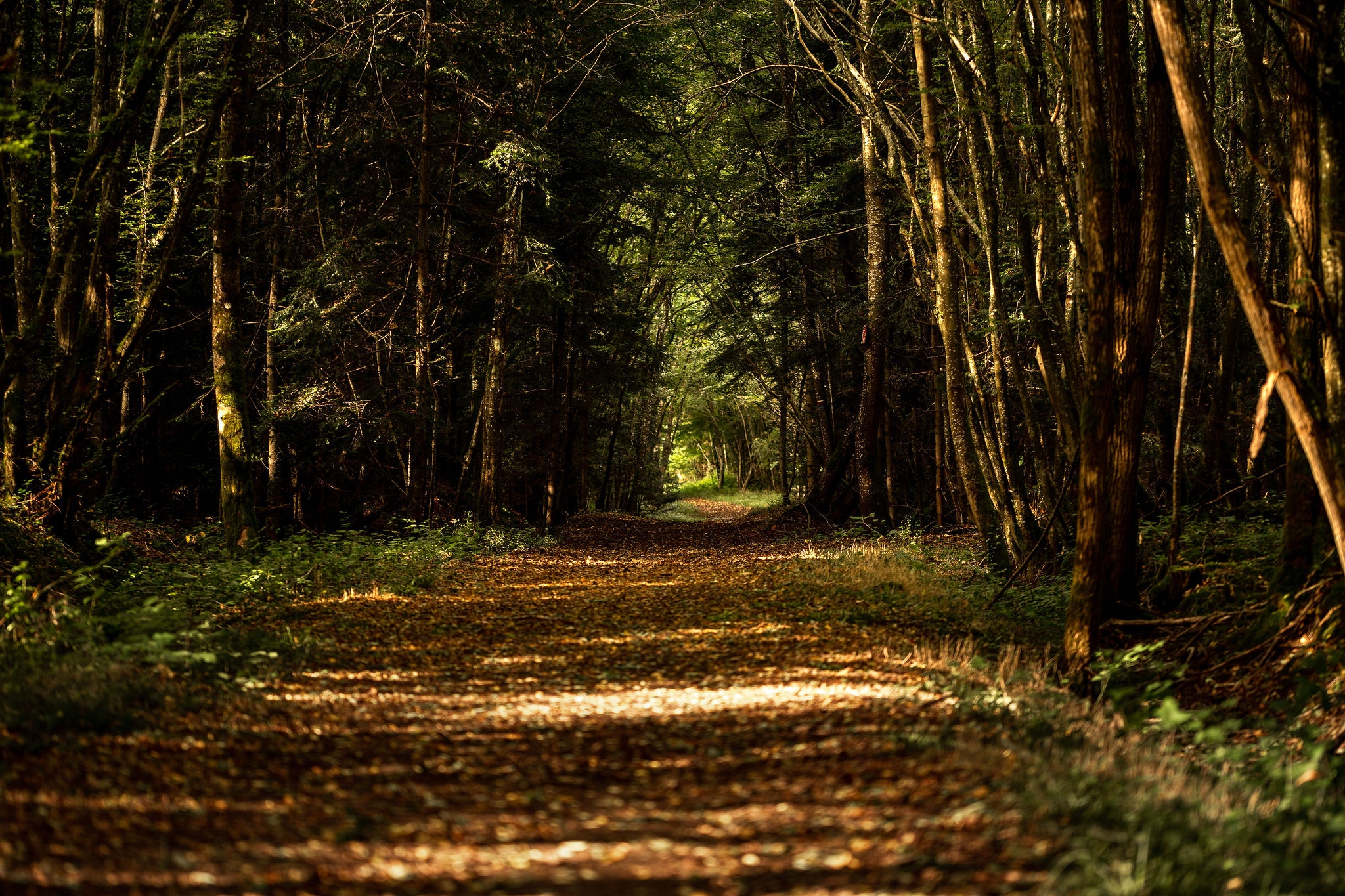 Randonnée en forêt dans l'Eure