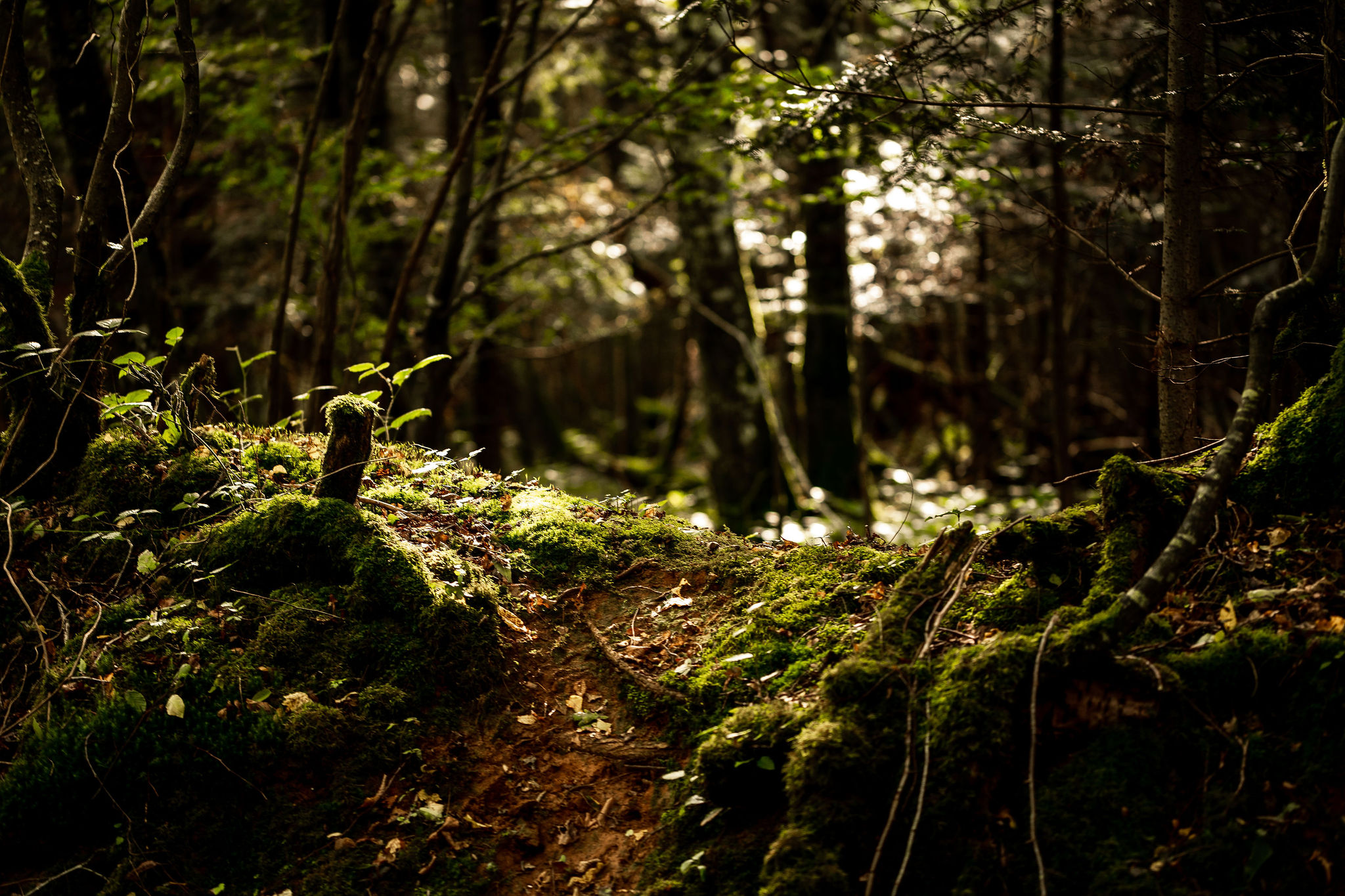 Sous bois mystique de l'Eure