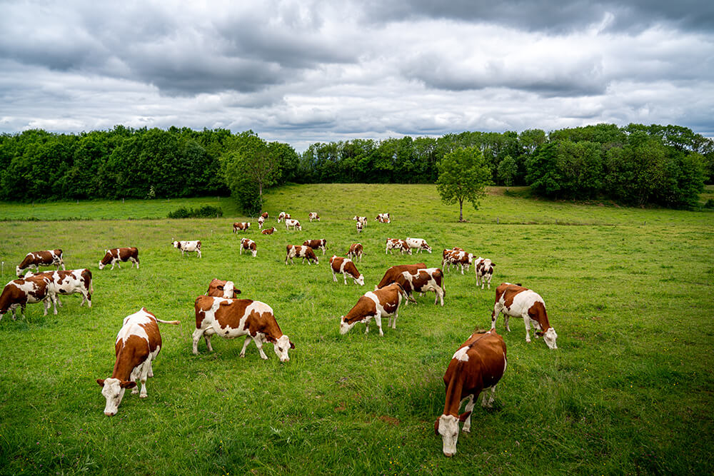 Vaches sur l'Échappée Jurassienne