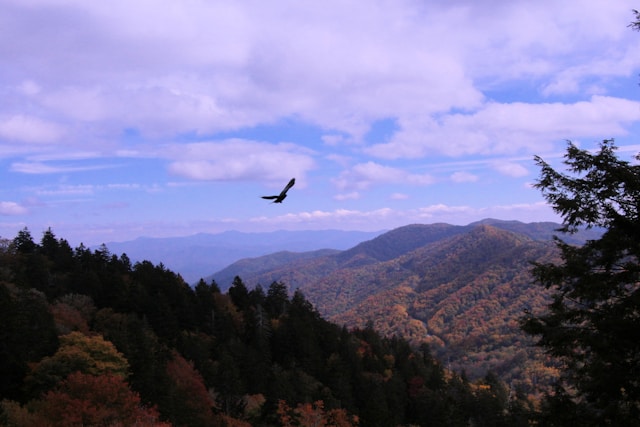 Clingman's Dome - Appalache Trail